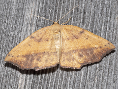 Planolocha obliquata