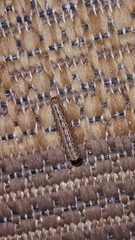 Litoprosopus futilis