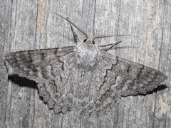 Crypsiphona tasmanica