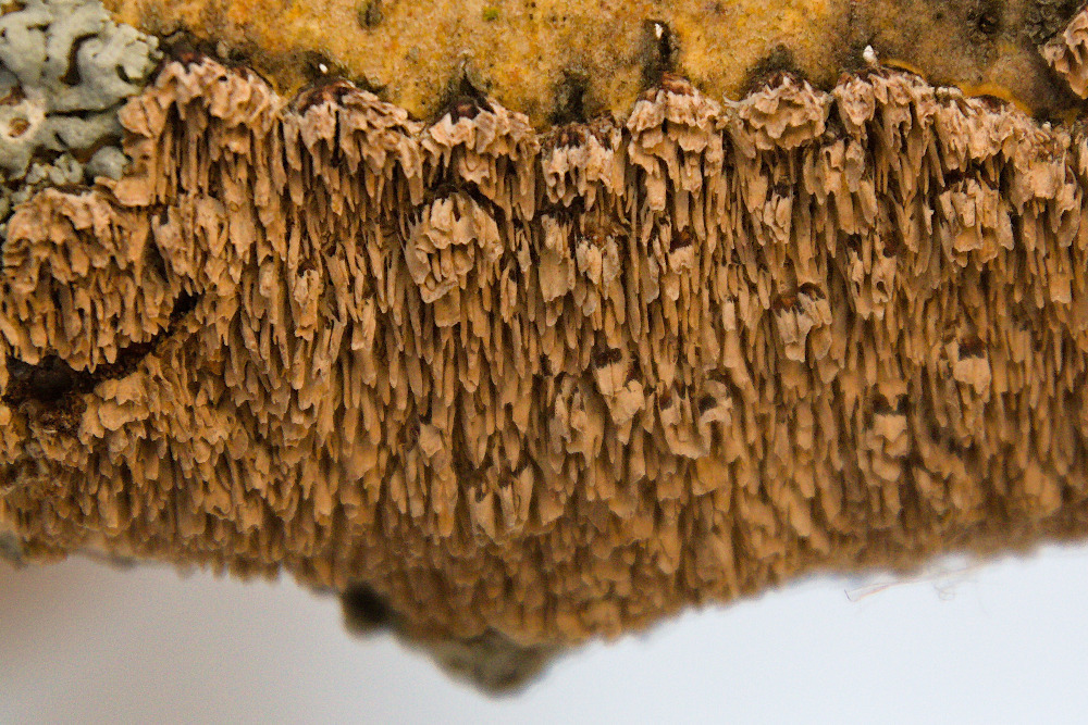 brown-toothed crust fungus