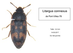 Litargus connexus