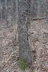 Torminalis glaberrima