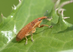 Lixus punctiventris