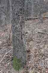 Torminalis glaberrima