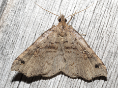 Lithilaria ossicolor