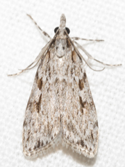 Scoparia plagiotis