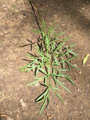 Perideridia americana