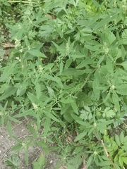Chenopodium striatiforme