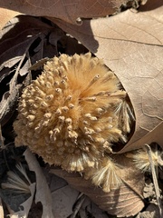 Platanus occidentalis