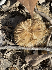 Platanus occidentalis