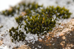 Schistidium rivulare