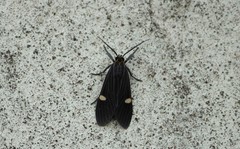 Aclytia punctata
