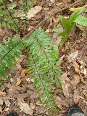 Asplenium polyodon image
