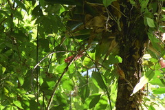 Aechmea cylindrata