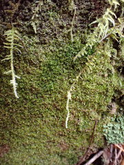 Fuscocephaloziopsis lunulifolia