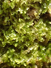 Fuscocephaloziopsis lunulifolia