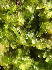 Fuscocephaloziopsis lunulifolia