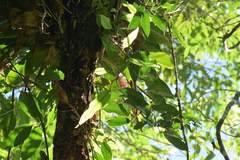 Aechmea cylindrata