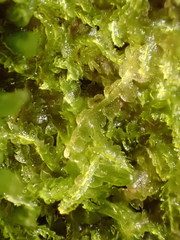 Fuscocephaloziopsis lunulifolia