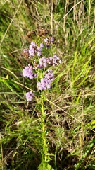 Chromolaena hirsuta
