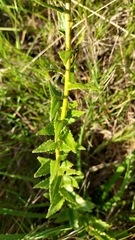Chromolaena hirsuta