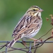 Eastern Savannah Sparrow - Photo (c) Andrew Block, some rights reserved (CC BY-NC), uploaded by Andrew Block