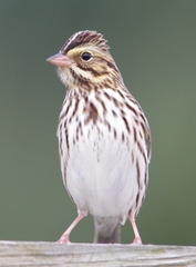 Passerculus sandwichensis savanna