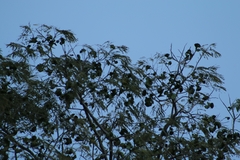 Enterolobium cyclocarpum