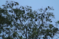 Enterolobium cyclocarpum