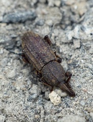 Mitoplinthus caliginosus