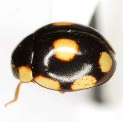 Hyperaspis octonotata