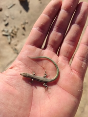 Podarcis hispanicus