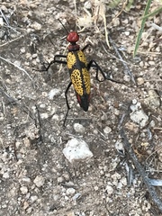 Tegrodera aloga