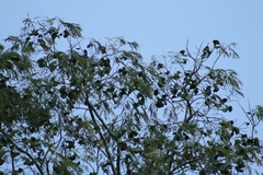 Enterolobium cyclocarpum