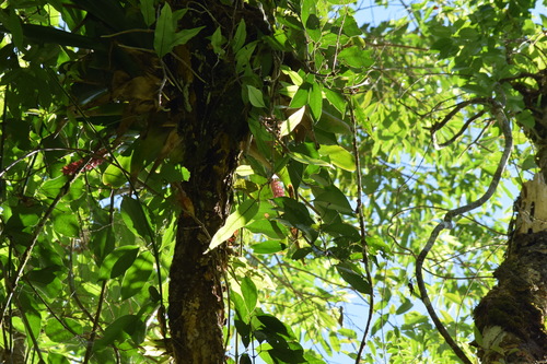 Image of Aechmea cylindrata by (c) Cajá-manga, some rights reserved (CC BY)