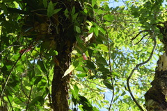 Aechmea cylindrata
