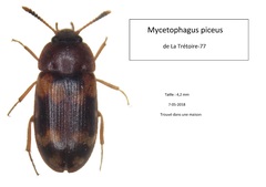 Mycetophagus piceus