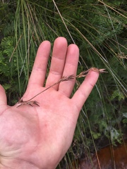 Schoenus brevifolius