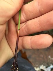 Schoenus brevifolius