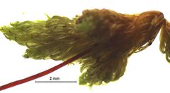 Macromitrium longipes