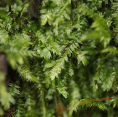 Plagiothecium succulentum
