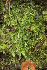 Plagiothecium succulentum