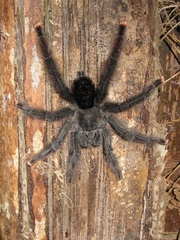 Aviculariinae