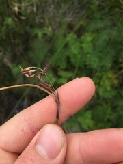 Schoenus brevifolius