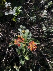 Lantana camara image