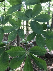 Aesculus sylvatica