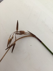 Schoenus brevifolius