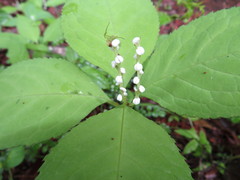 Chloranthus serratus