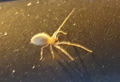 Araneomorphae