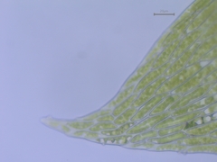 Plagiothecium succulentum